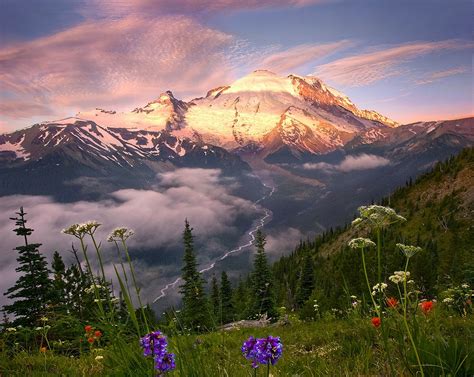 Nature Landscape Wildflowers Mountains Snowy Peak Pine Trees