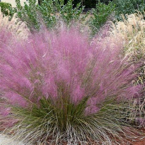 Pink Muhly Grass Low Water Landscaping Long Blooming Perennials