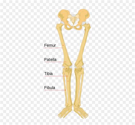 Right Leg Bone Diagram Fibula Bone Anatomy Bones Medical Anatomy