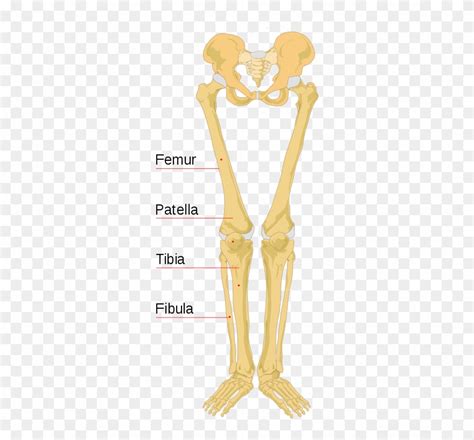 The thigh bone, or femur, is the large upper leg bone that connects the lower leg bones (knee joint) to the pelvic bone (hip joint). File Human Bones Labeled - Labeled Leg Bone Diagram ...