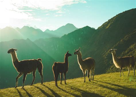 The Llamas Facts You Want To Know About Llama Animal