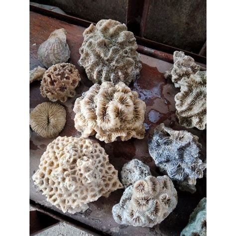 Jual Batu Karang Asli Akuarium Motif Batik Spesial Dekorasi Aquarium