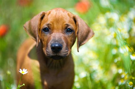 Hunderasse rhodesian ridgeback im portrait. Rhodesian Ridgeback Welpen Kaufen - Tierische Tapete