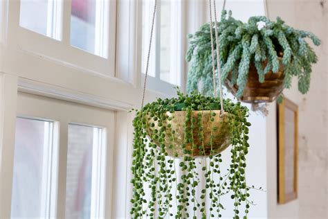 15 Of The Best Indoor Hanging Plants Bbc Gardeners World Magazine