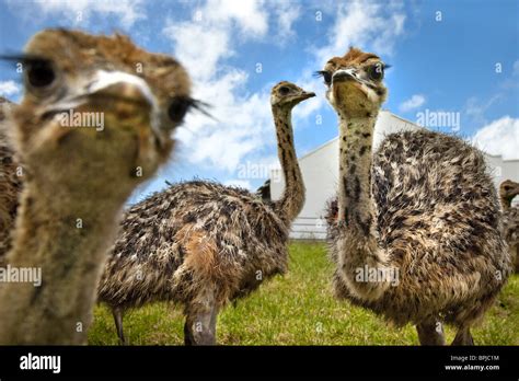 Ostriches On An Ostrich Farm Cape Town Cape Peninsula Western Cape
