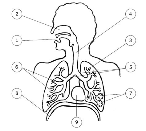 La respiration comment ca marche pour cm1. L'appareil respiratoire - Ressources pour les enseignants ...