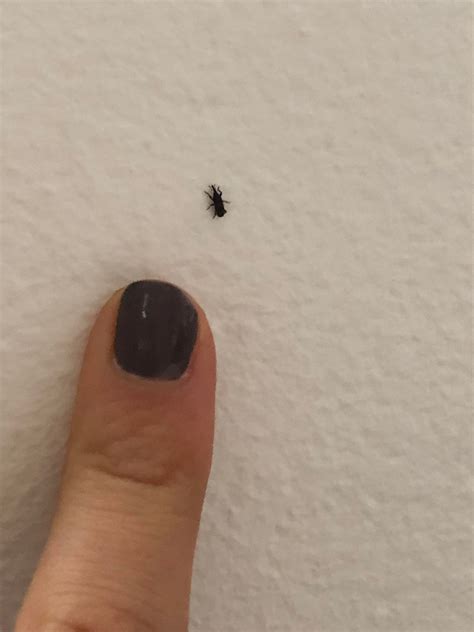 What attracts carpet beetles indoors? I am finding these little black bugs everywhere in my ...
