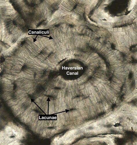 Histology Of Compact Bone Diagram Feel Free To Use For Study Purposes