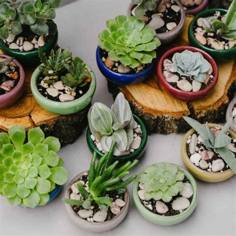 How To Grow A Succulent Garden In Your Balcony