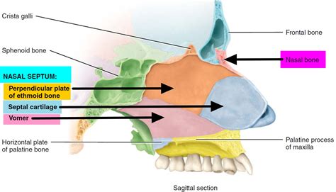 Regarding the lateral nasal wall and paranasal sinuses, the superior, middle, and inferior concha form corresponding superior, middle, and inferior meatus on the lateral nasal wall. Broken Nose - Signs & Symptoms - How To Tell If Nose Is Broken