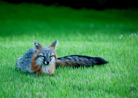 A Gray Fox Sleeping Absolutely Beautiful Pet Fox Animals Cute Animals