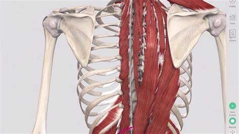 Muscles of the back can be divided into superficial, intermediate, and deep group.since the all the back muscles originate in embryo (fetus) form by locations other than the back. Deep Spinal Muscles Yoga Anatomy - YouTube