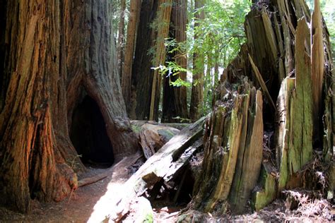 Hole In The Trunk Of A Giant Redwood Tree Muir Woods Via Imwaytoobusy