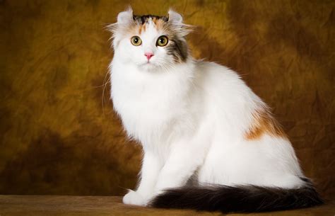 A White And Brown Cat Sitting On Top Of A Wooden Table Next To A Wall