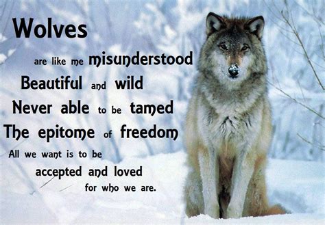 Wolf Animal Spirit Quotes Quotesgram