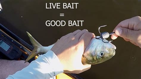 Live Lining Bunker For Striped Bass Youtube