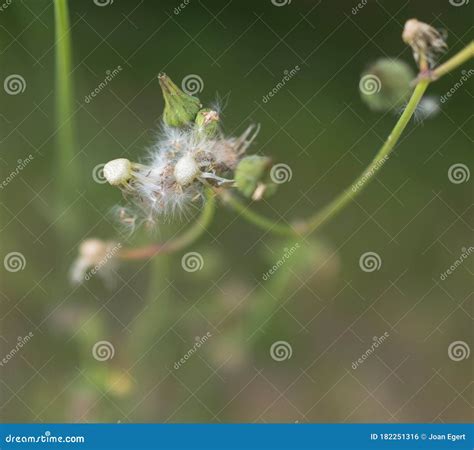 Common Sow Thistle With Seeds Stock Photo Image Of Botany Season