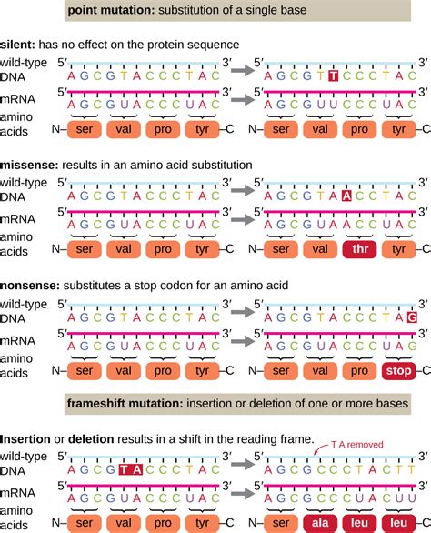 115 Mutations Biology Libretexts