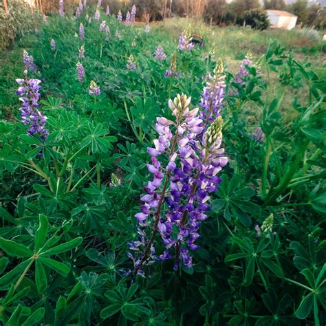 Arroyo Lupine Flower Seeds 75 Non Gmo Open Pollinated Etsy