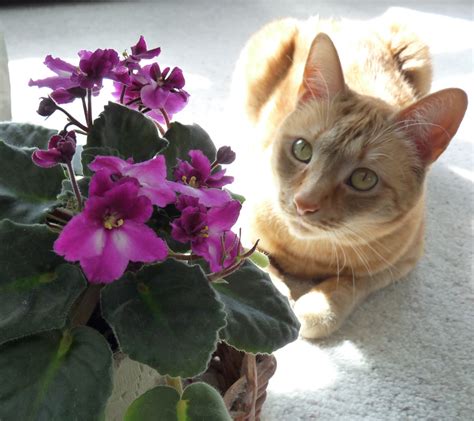 Here are some of the best cat friendly plants to add some green liveliness to your home! How to Choose Cat-Friendly Plants | PetHelpful