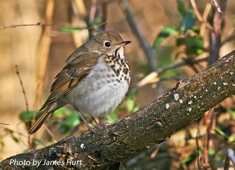 Hermit Thrush State Of Tennessee Wildlife Resources Agency