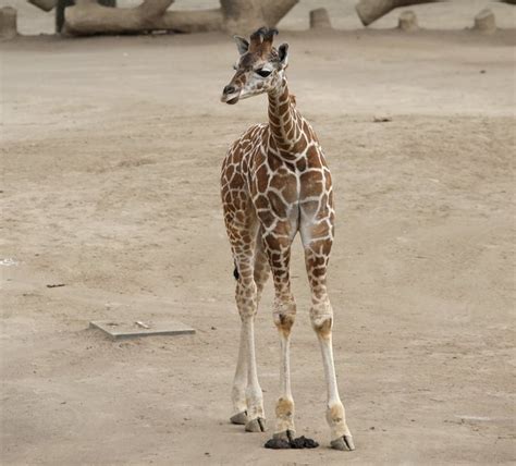 Girafa Bebê Nascida Em Zoológico Da Cidade Do México Terá Nome