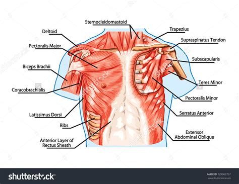 Learn how to draw chest muscles and give it a natural look using a blend tool. Résultats Google Recherche d'images correspondant à http ...