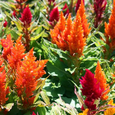 Fresh Look Plumed Celosia Seeds 1000 Seeds Multi Color Mix Annual