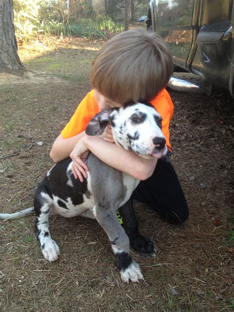 See more of great dane puppies for sale on facebook. Great Dane Puppies For Sale Near Me - WAYANGPETS.COM