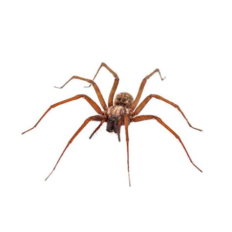House Spider Identification Habits And Behavior Vermont Pest Control