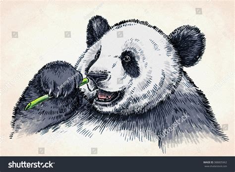 Engrave Ink Draw Panda Illustration Stock Illustration 388805962