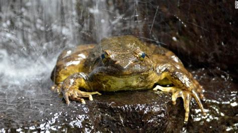 Worlds Biggest Frogs Are So Strong They Move Heavy Rocks To Build