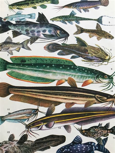 1983 Original Vintage Print Fish Ichthyology Ocean Etsy