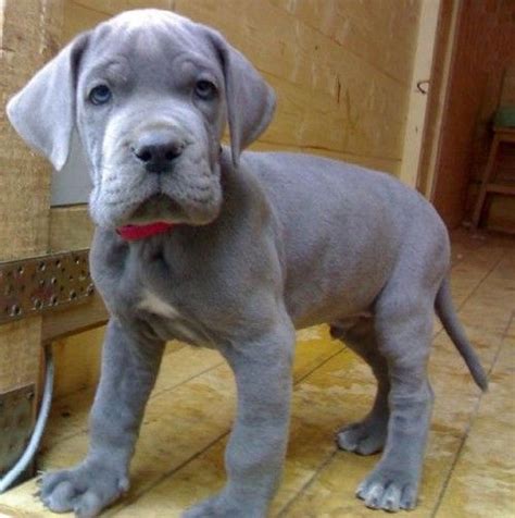 Beautiful female great dane puppy with all of her shots and akc registration. Great Danes: The Breed Guide | The Happy Pooch.com
