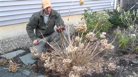 Does anybody else feel like their habits and tastes are seasonal? Pruning Endless Summer hydrangea in the Spring by ...