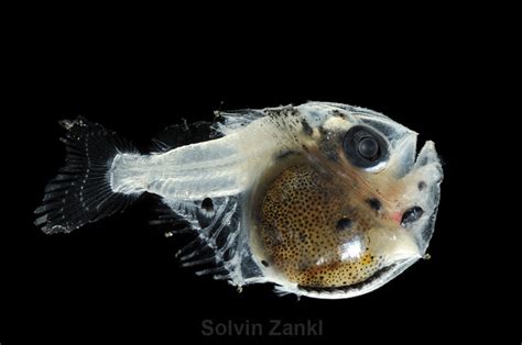 Krøyer's deep sea angler fish (ceratias holboelli) is a species of fish in the family ceratiidae, the sea devils. Férjehordó hal - Nikkel Blog