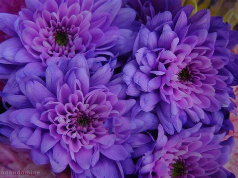 59 Pink And Purple Flower Backgrounds Wallpapersafari