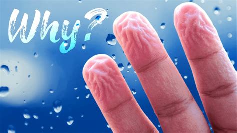 Why Do Our Fingertips Get Wrinkly In Water Youtube