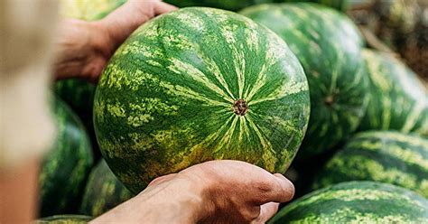 7 Traits That Indicate The Watermelon Youre About To Choose Is Bad