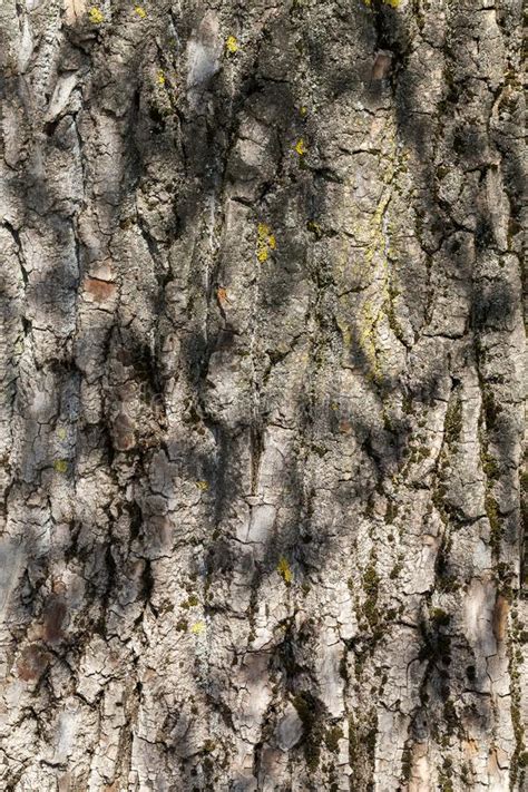 Brown Tree Bark Stock Photo Image Of Shadow Trunk 130434578