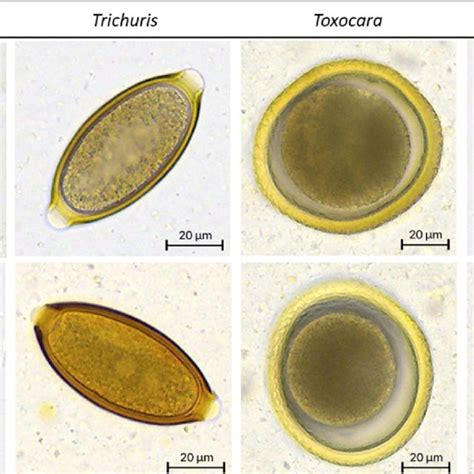 Vetscan Imagyst Images Of Individual Fecal Parasite Eggs Each Column