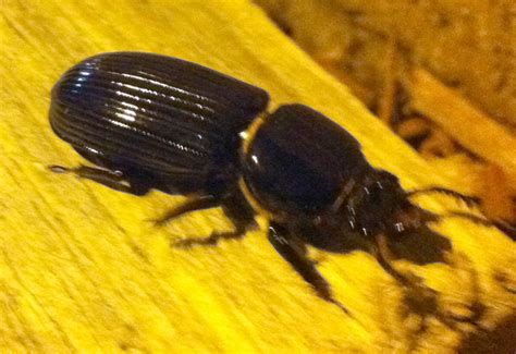 bess beetle what s that bug