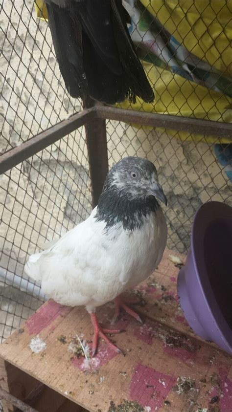 Be aware that although the presence of tubercles is a good indication that your goldfish is male put the eggs in a hatchling tank. How to tell if you Pigeon is a male or female? | Page 3 ...