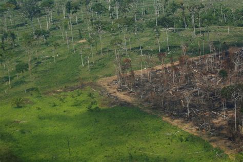 Deforestation In Brazils Amazon Rainforest Hits Record January High