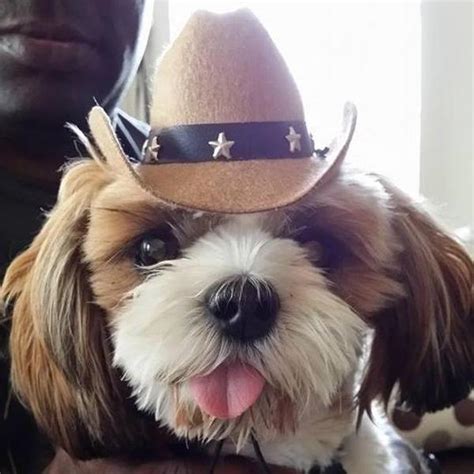 Dog Cowboy Hat Tan With Same Day Shipping Baxterboo