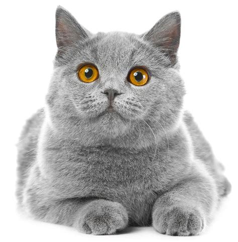 One way is to look at the cat's physical characteristics. British Blue Cat - A Complete Guide to the British ...
