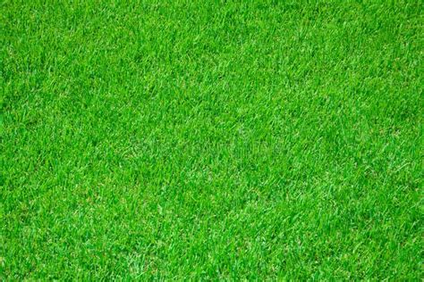Grass On Football Stadium Stock Image Image Of Meadow 6282195