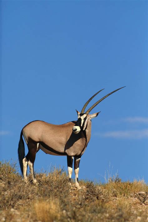 If you are looking for the best african safari. Free Images : nature, prairie, animal, wildlife, wild ...