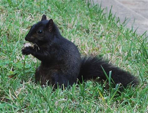 Black Squirrel Black Squirrel Outside Of Jacks House In W Flickr