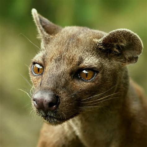 The Creature Feature 10 Fun Facts About The Fossa Wired